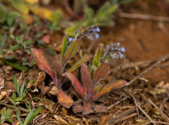 Myosotis ramosissima