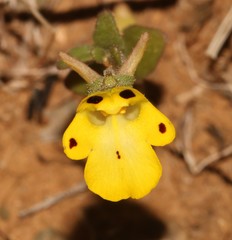 Hemimeris centrodes