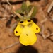 Spur Yellowface - Photo (c) Brian du Preez, some rights reserved (CC BY-SA), uploaded by Brian du Preez
