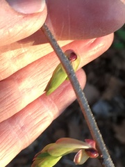 Corylopsis pauciflora