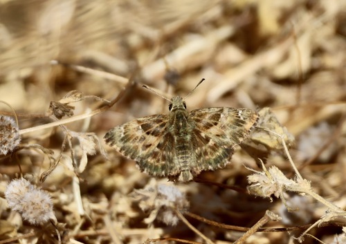 Mallow Skipper