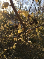 Corylopsis pauciflora