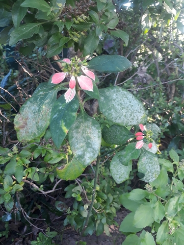 wild poinsettia