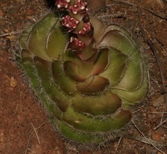 Crassula barbata