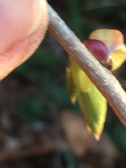 Corylopsis pauciflora