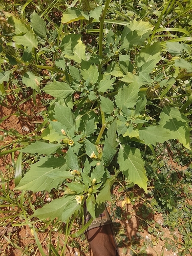 cutleaf groundcherry