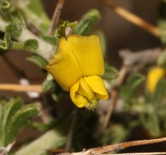 Melolobium candicans