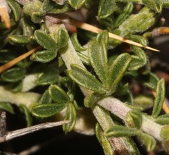 Melolobium candicans
