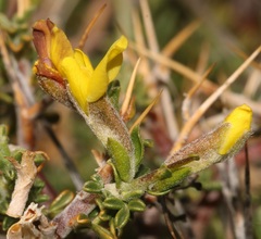 Melolobium candicans