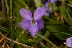 Viola hirta