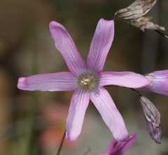 Ixia sobolifera carnea