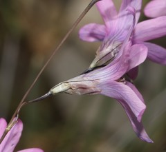 Ixia sobolifera carnea