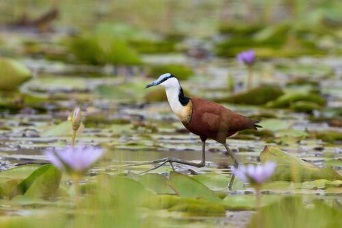 iNaturalist: (c) kjdekoning, some rights reserved (CC BY-NC), uploaded by kjdekoning iNaturalist image