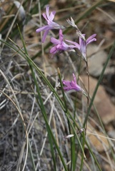 Ixia sobolifera carnea