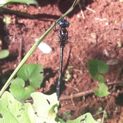 Brechmorhoga nubecula