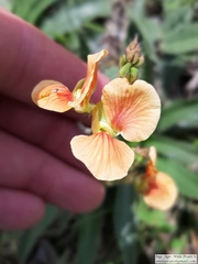 Macroptilium prostratum