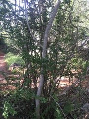 Graptophyllum excelsum