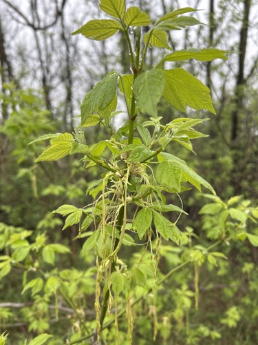 box elder