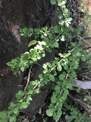 Graptophyllum excelsum