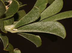 Psoralea striata