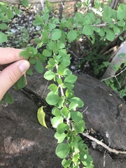 Graptophyllum excelsum