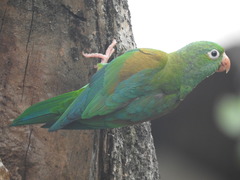 Brotogeris jugularis