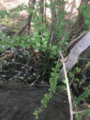 Graptophyllum excelsum