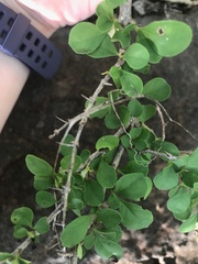 Graptophyllum excelsum