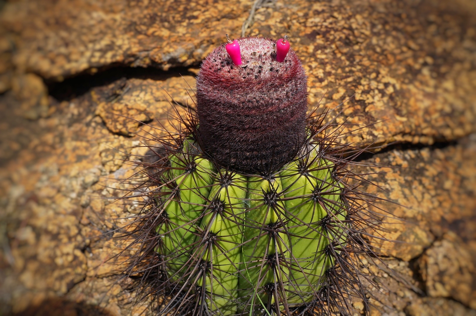 Melocactus ernestii