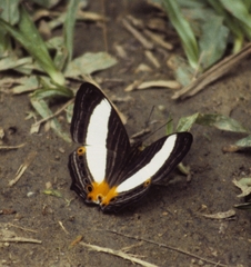 Cyrestis acilia