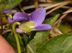 Viola hirta