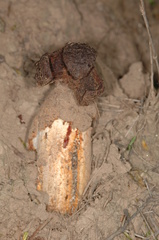 Prosopanche americana