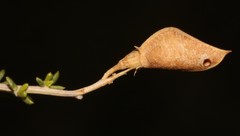 Aspalathus acicularis acicularis