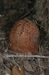 Prosopanche americana