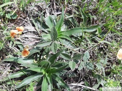 Macroptilium prostratum