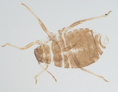 Chaitophorus