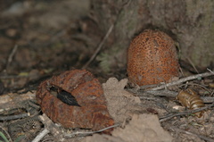 Prosopanche americana