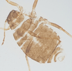 Chaitophorus