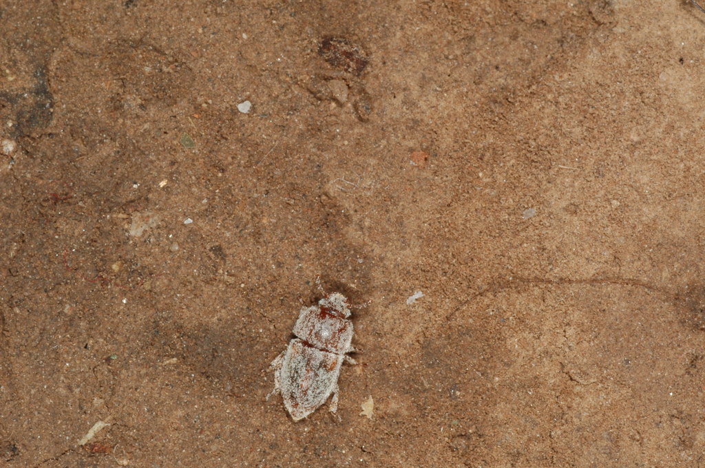 Neopocadius nitiduloides