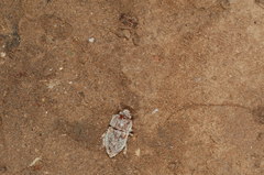 Neopocadius nitiduloides