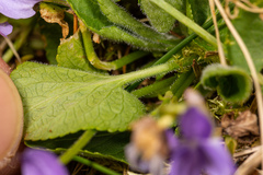 Viola hirta
