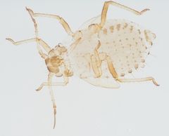 Chaitophorus