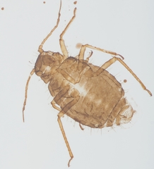 Chaitophorus