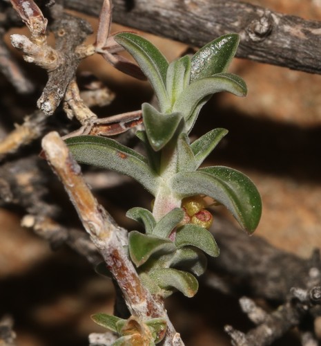 Image of Nenax cinerea by (c) Brian du Preez, some rights reserved (CC BY-SA)