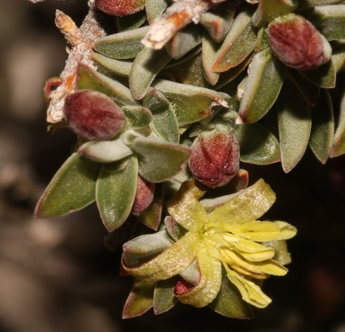 Image of Nenax cinerea by (c) Brian du Preez, some rights reserved (CC BY-SA)