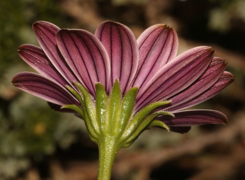 Image of Dimorphotheca cuneata by (c) Brian du Preez, some rights reserved (CC BY-SA)
