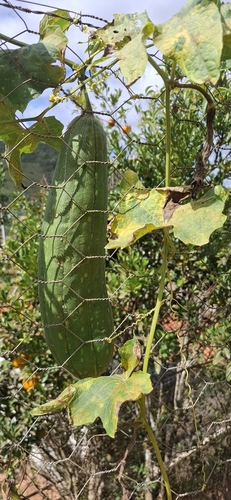 Sponge Gourd