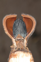 Prosopanche americana