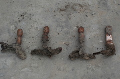 Prosopanche americana