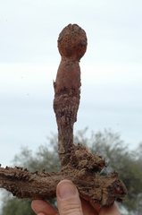 Prosopanche americana